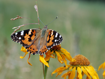 Painted lady