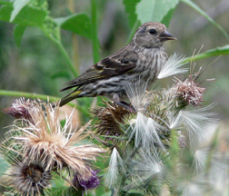 Pine Siskin
