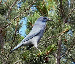 Pinon Jay Pinon Jay