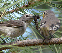 Plumbeous Vireo Plumbeous Vireo
