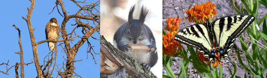 Red-tailed Hawk, Abert's Squirrel, Swallowtail