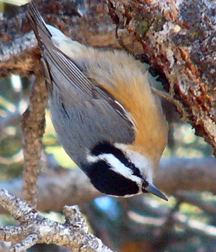 Red-brested Nuthatch Red-brested Nuthatch