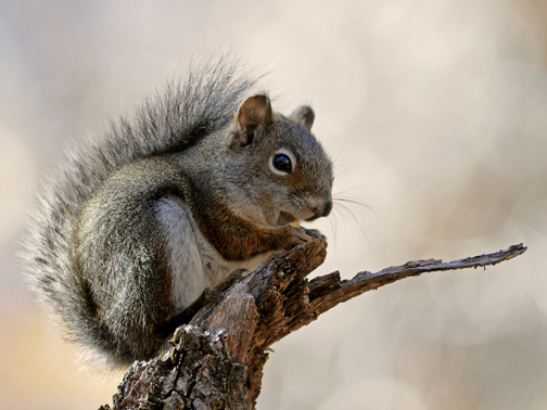Red Squirrel
