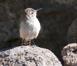 Rock Wren