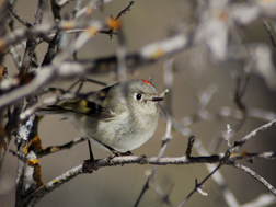 Ruby-crowned Kinglet Ruby-crowned Kinglet