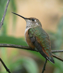 Rufous Hummingbird (female) Rufous Hummingbird (female)