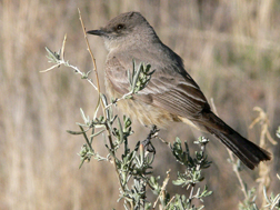 Say's Phoebe