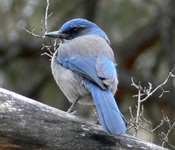 Scrub Jay Scrub Jay