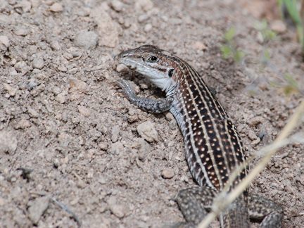 chihuahua whiptail