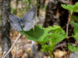Spring Azure