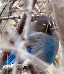 Steller's Jay Steller's Jay