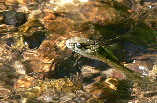 garter snake
