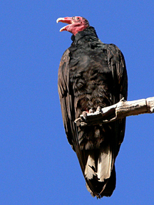 Turkey Vulture Turkey Vulture