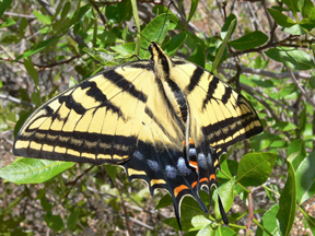 Two-tailed Tiger Swallowtail