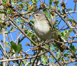 Warbling Vireo Warbling Vireo