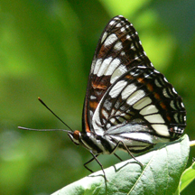 Weidemeyer's Admiral