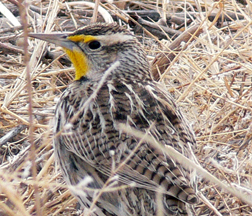 Western Meadowlark Western Meadowlark