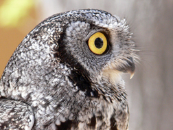 Western Screech Owl Western Screech Owl