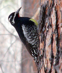 Williamson's Sapsucker Williamson's Sapsucker