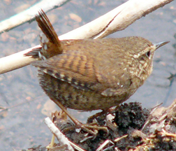 Winter Wren Winter Wren