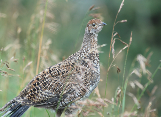 Blue Grouse (Dusky var)