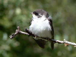 Young Violet-Green Swallow