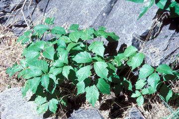 poison ivy