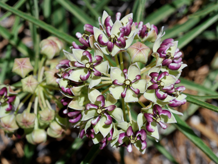 Antelope's Horn