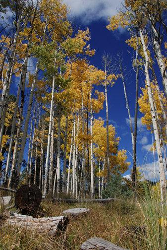 colorful aspens