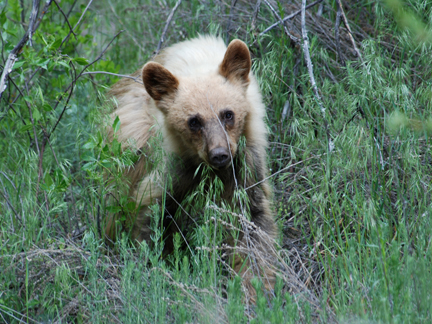 Blonde Black Bear