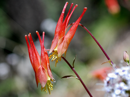 little red columbine