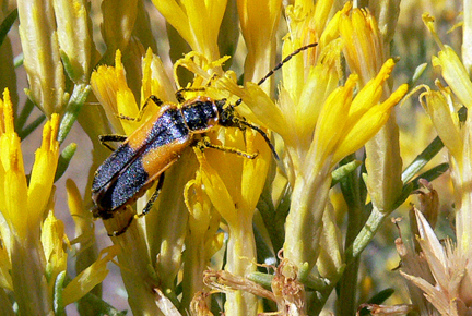 insect on rabbitbrush