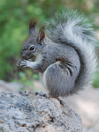 young Abert's squirrel