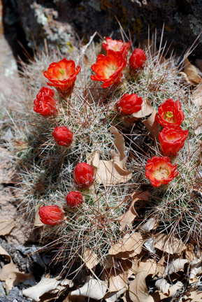 Claretcup Cactus
