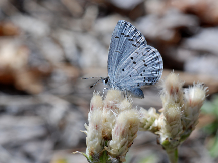 spring azure on pussy toes
