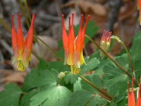 columbine