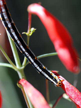 caterpillar