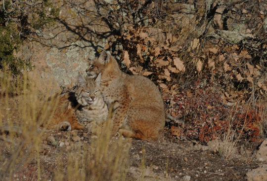 bobcats