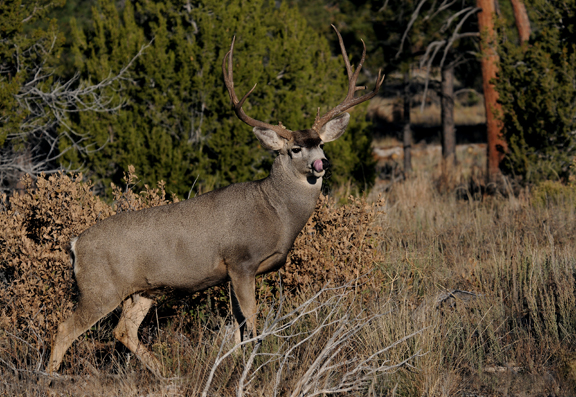 mule deer buck