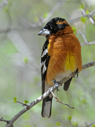 Black-headed Grosbeak