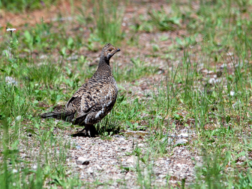 Blue Grouse (Dusky variety)