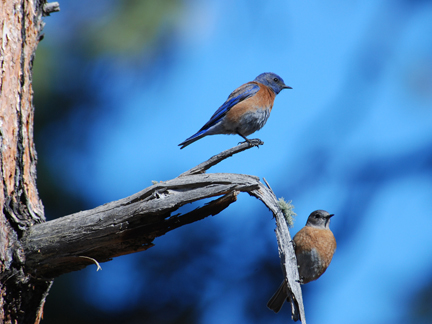 western bluebird couple