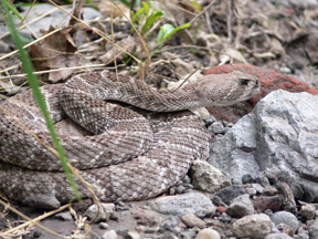 Western Diamondback Rattlesnake