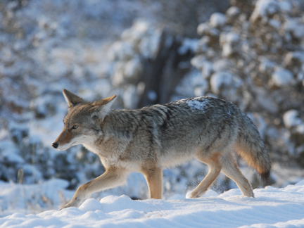 coyote