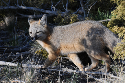 gray fox