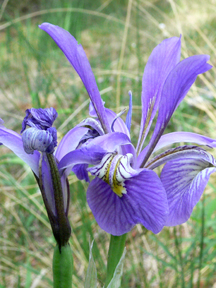 wild iris