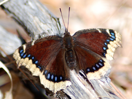 mourning cloak