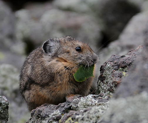 American Pika