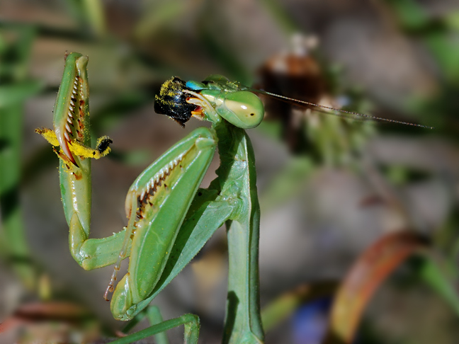 praying mantis eats bee