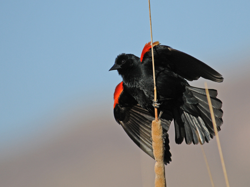 Red-winged Blackbird